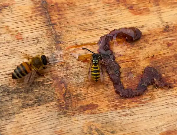 Bumblebee Nest Guide: Identification, Behavior & What to Do 9 honey bee on left side and wasp on right side