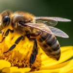 Which Bees Sting and Which Don’t: Bee Behavior and Safety 17 a honey bee sitting on yellow flower
