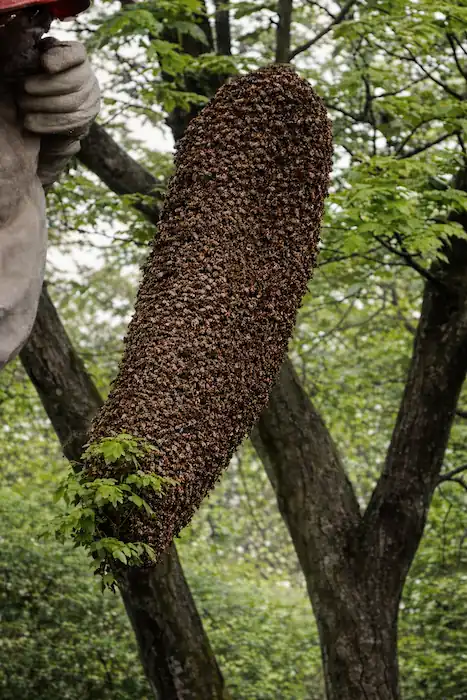 Why Do Bees Swarm? Causes, Signs & Beekeeper Tips 3 a long, huge bees swarm in tree