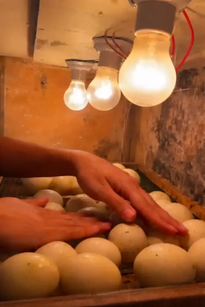 Breeding Chickens: Guide to Stock, Hatching & Raising Chicks 6 turning eggs for breeding purposes