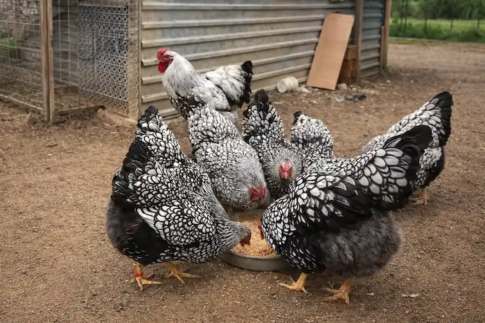 Silver Laced Wyandotte Chickens: Care And Egg Production 6 silver laced wyandotte hens eating grains