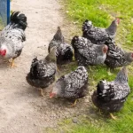Silver Laced Wyandotte Chickens: Care And Egg Production 2 silver laced wyandotte hens and a rooster foraging in green field