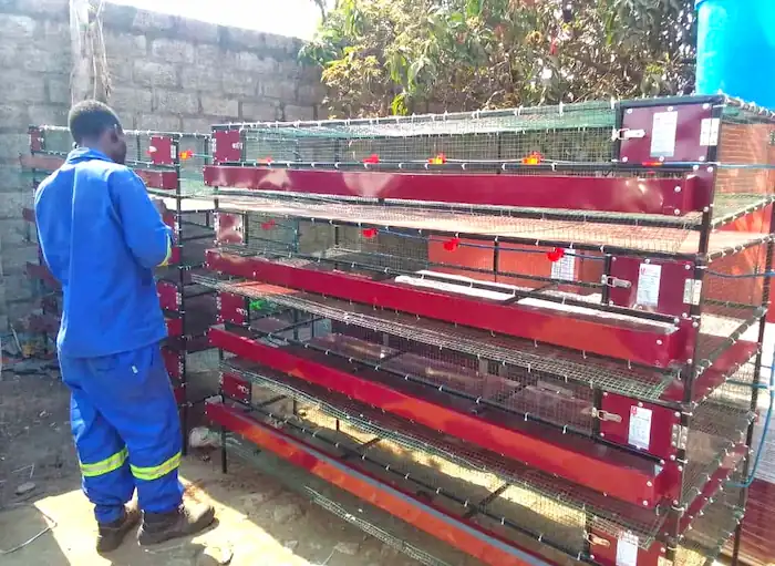 How to Build a Quail Cage: Stackable, Indoor & Breeding Options 6 a person standing with 4 tier stackable quail cage for breeding and hatching