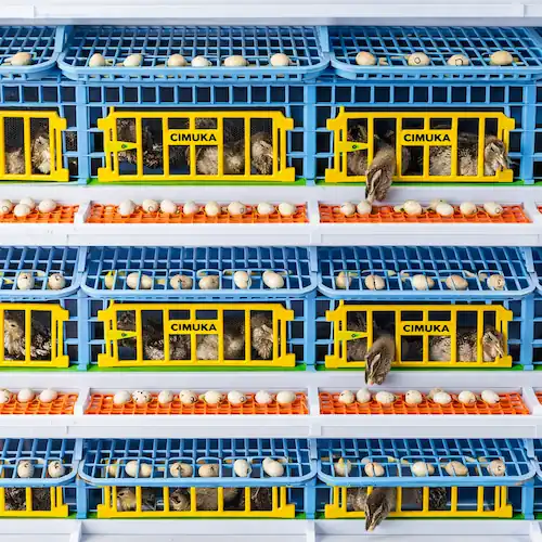 How to Build a Quail Cage: Stackable, Indoor & Breeding Options 6 cimuka quail cage