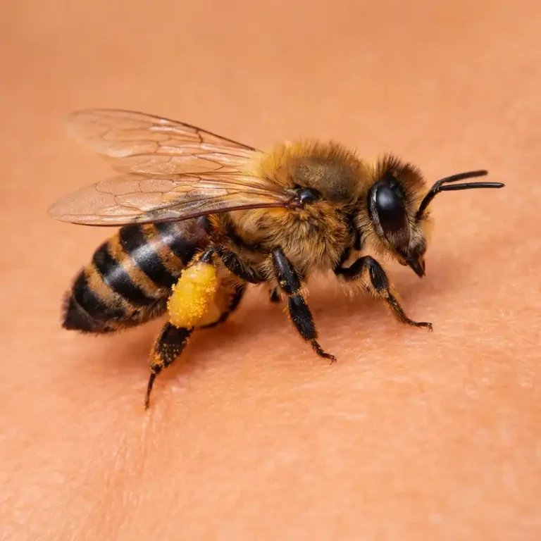 Close-up macro image of a honeybee stinging human skin, showing the bee’s full body, fuzzy thorax, striped abdomen, and visible stinger.
