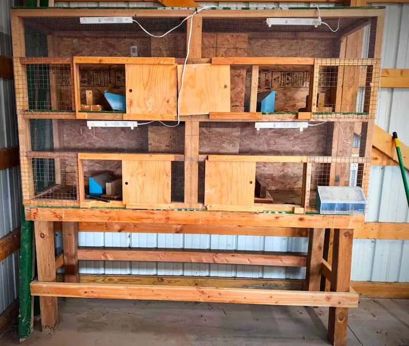 Best Quail Cages: Buy the Right Cage for Your Flock 8 Hutch-style quail cage with wire mesh, sloped floor, egg roll-out, and removable manure tray