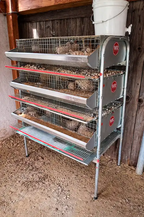 How to Build a Quail Cage: Stackable, Indoor & Breeding Options 7 wynola ranch quail cage