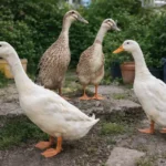 Indian Runner Ducks: Complete Care Guide for Beginners 11 four indian runner ducks in backyard at carter farmstead