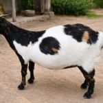 Bloat in Goats: Signs, Causes, and What to Do Fast 14 bloat in red and white goat