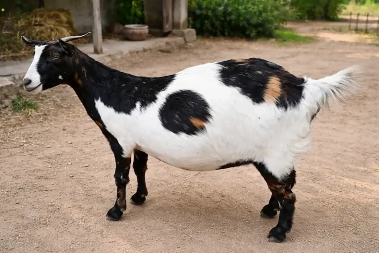 bloat in red and white goat