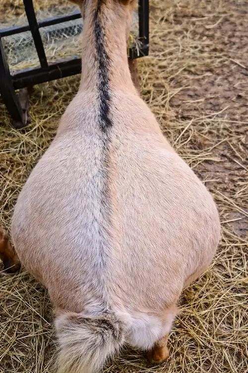 Bloat in Goats: Signs, Causes, and What to Do Fast 2 Back view of a goat showing severe abdominal bloat symptoms in a farm setting