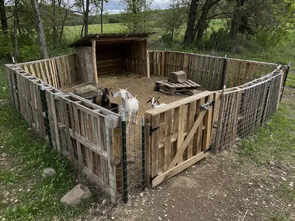 Goat Housing Ideas: DIY Pens, Barns & Sheds for All Sizes 13 Practical goat pen ideas using wooden pallets and wire mesh with shelter and feeding area in a natural farm setting