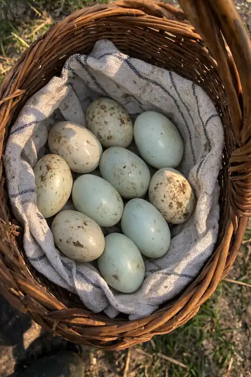 Indian Runner Ducks: Complete Care Guide for Beginners 3 indian runner ducks eggs in wicker basket