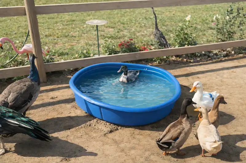 Guide to Making Duck Ponds: Backyard Pond Ideas for Ducks 4 Ducks gathered around a clean backyard pool pond with clear water and a duck swimming inside