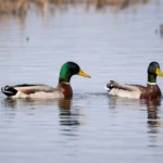 Guide to Making Duck Ponds: Backyard Pond Ideas for Ducks 11 Two mallard ducks swimming peacefully on calm water with clear reflections and natural background.