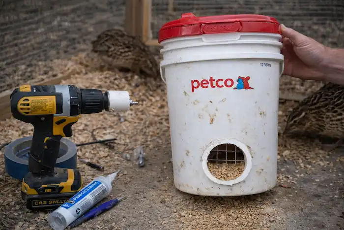 Quail Feeder Guide: No-Waste Designs and DIY Ideas 8 modified container feeder at Carter farmstead