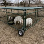 Goat Housing Ideas: DIY Pens, Barns & Sheds for All Sizes 16 Portable goat day pen with a metal frame and wire panels placed on dry grassy ground, with goats inside and a natural farm setting with muted trees and rustic buildings in the background