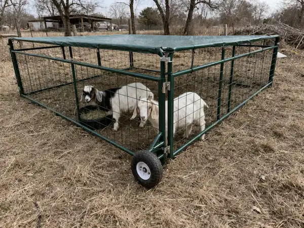 Goat Housing Ideas: DIY Pens, Barns & Sheds for All Sizes 12 Portable goat day pen with a metal frame and wire panels placed on dry grassy ground, with goats inside and a natural farm setting with muted trees and rustic buildings in the background