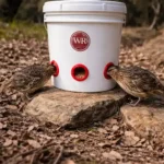 Quail Feeder Guide: No-Waste Designs and DIY Ideas 6 Quails eating feed from a DIY bucket gravity feeder placed outdoors on the ground