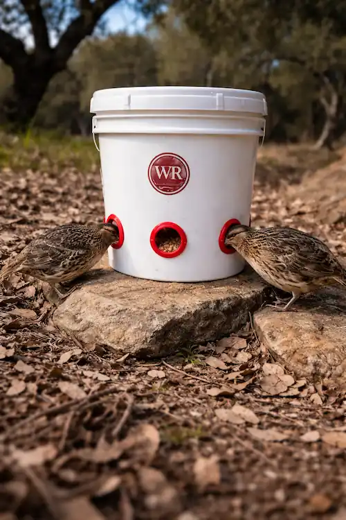 Quail Feeder Guide: No-Waste Designs and DIY Ideas 7 Quails eating feed from a DIY bucket gravity feeder placed outdoors on the ground