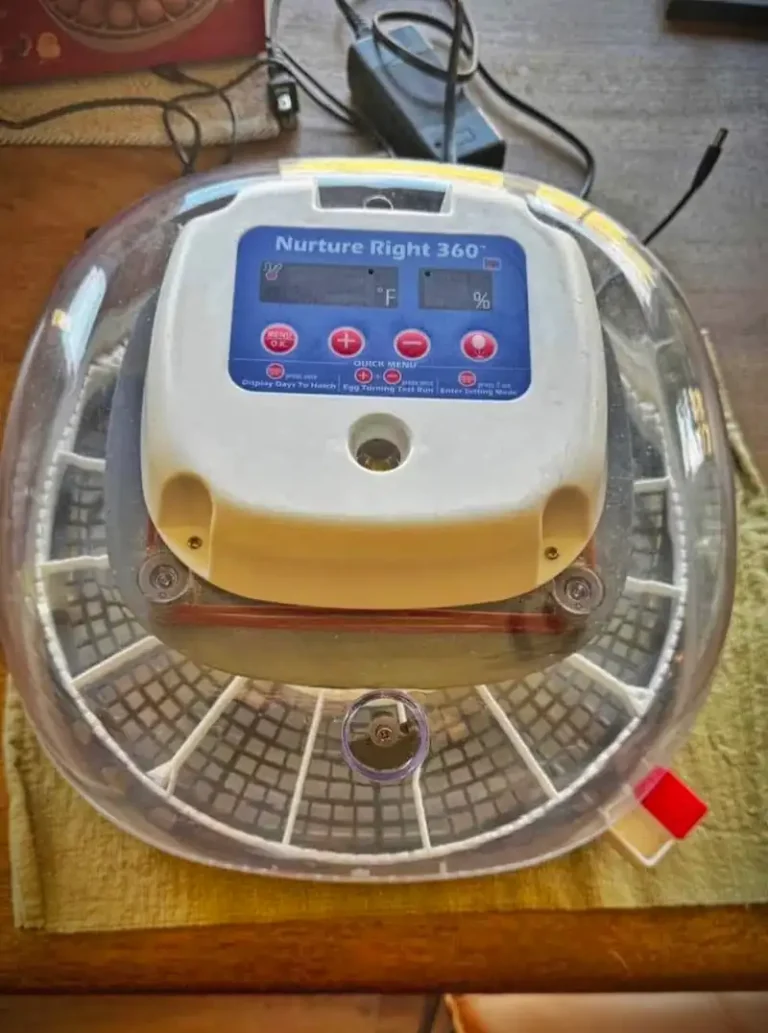 automatic quail egg incubator with eggs inside