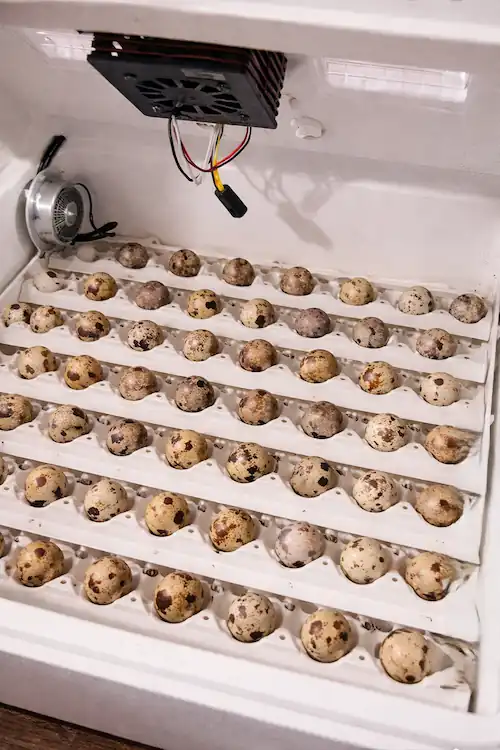 Quail Egg Incubators: Top Picks + How to Incubate Quail Eggs 4 eggs inside the quail egg incubator