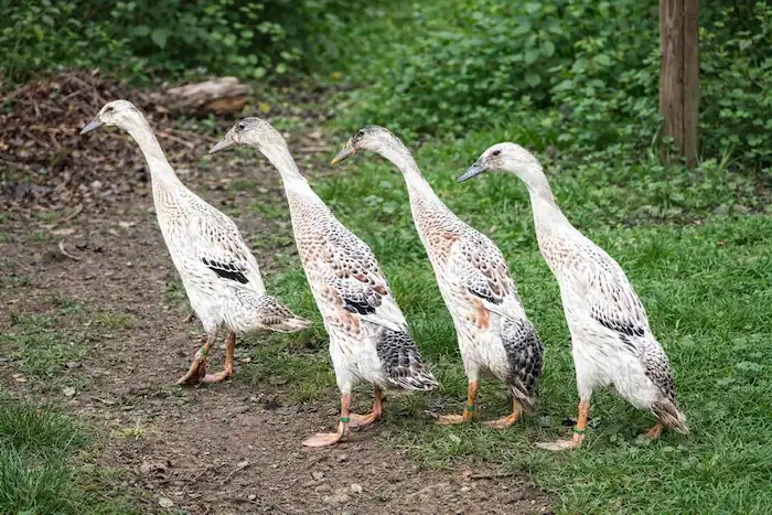 Indian Runner Ducks: Complete Care Guide for Beginners 4 five white indian runner ducks at our Carter farmstead