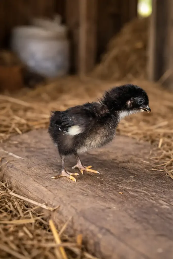 Black Sex Link Chickens: Eggs, Care, Traits & Complete Guide 4 Black Sex Link chick standing on a wooden barn floor with straw bedding