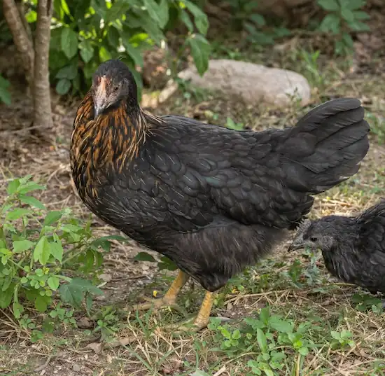 Black Sex Link Chickens: Eggs, Care, Traits & Complete Guide 3 Black Sex Link chicken standing in a backyard with a young chick among grass and plants