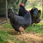 Black Sex Link Chickens: Eggs, Care, Traits & Complete Guide 1 Black Sex Link chickens standing in a grassy outdoor chicken run with wire fencing on a sunny day