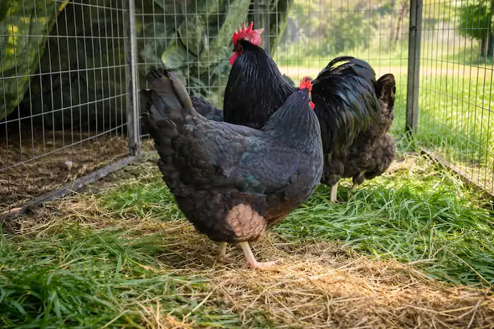 Black Sex Link chickens standing in a grassy outdoor chicken run with wire fencing on a sunny day