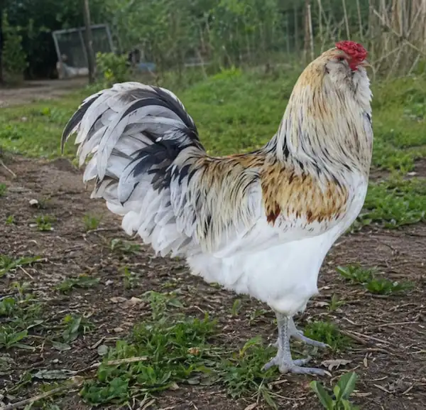 Easter Egger Chicken Guide: Eggs, Chicks, Hens & Care Tips 6 Easter Egger chicken standing on ground at Carter Farm in a natural outdoor setting