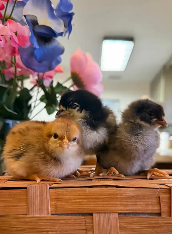 Easter Egger Chicken Guide: Eggs, Chicks, Hens & Care Tips 7 three cute easter egger chicks inside the room of Carter Farm