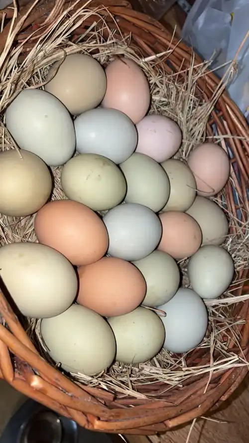 Easter Egger Chicken Guide: Eggs, Chicks, Hens & Care Tips 8 colorful easter egger hens' eggs