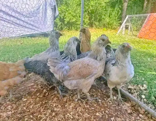 Easter Egger Chicken: Eggs, Chicks, Colors & Care 7 a group of easter egger hens standing in our lawn of Carter Farm