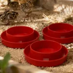 Best Quail Waterers: DIY Ideas, Best Picks & Care Tips 6 red quail waterer trays with baby quail chicks in brooder