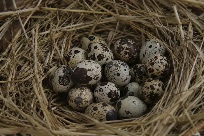 Coturnix Quail: Raising, Feeding, Breeding & Egg Production 6 Close-up of speckled Coturnix quail eggs resting in a natural straw nest with a realistic rustic setting