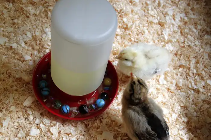 Coturnix Quail: Raising, Feeding, Breeding & Egg Production 5 two coturnix quail drinking water from a feeder on the ground