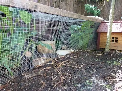 Coturnix Quail: Raising, Feeding, Breeding & Egg Production 4 coturnix quail kept in the quail cage at Carter farmstead