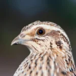 Coturnix Quail: Raising, Feeding, Breeding & Egg Production 6 sideview of coturnix quail