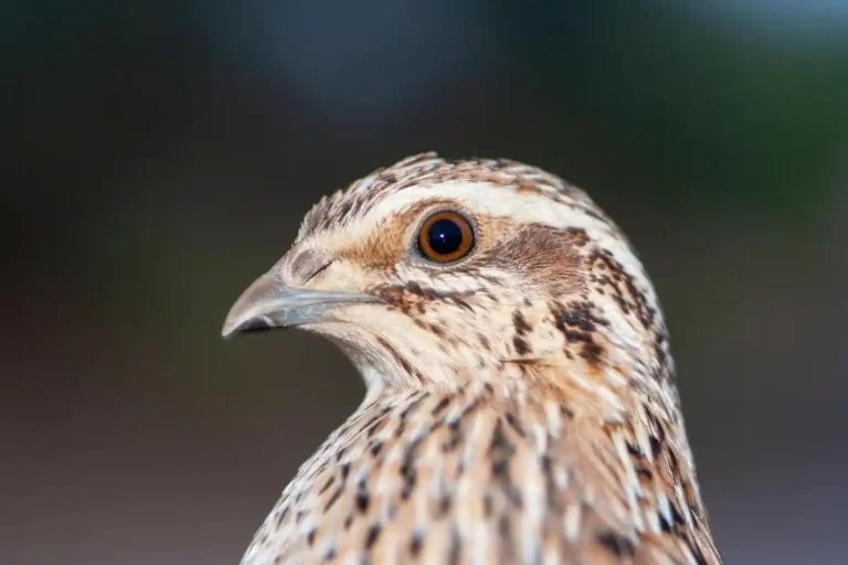 sideview of coturnix quail