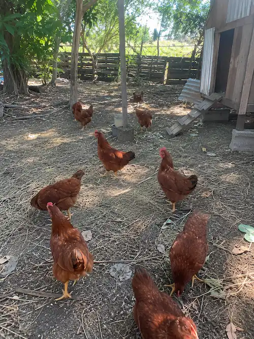 Rhode Island Red Chicken Guide: Care, Eggs, Chicks & Buying Tips 2 Rhode Island Red chickens roaming freely in a shaded backyard chicken coop with trees, wooden fencing, and a rustic poultry shelter.