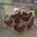 Rhode Island Red Chicken Guide: Care, Eggs, Chicks & Buying Tips 1 A group of Rhode Island Red chickens roaming in a rustic outdoor farmyard with a weathered wooden fence and barn in the background.