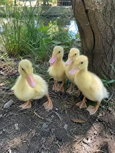 Saxony Ducks: Complete Care, Eggs, Ducklings & Breeding 3 Group of young Saxony ducklings standing on soil and grass near a tree in a natural backyard setting with soft daylight