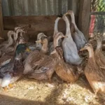 Saxony Ducks: Complete Care, Eggs, Ducklings & Breeding 11 Group of Saxony ducks standing inside a rustic farm coop with straw bedding, natural lighting, and open fencing in the background