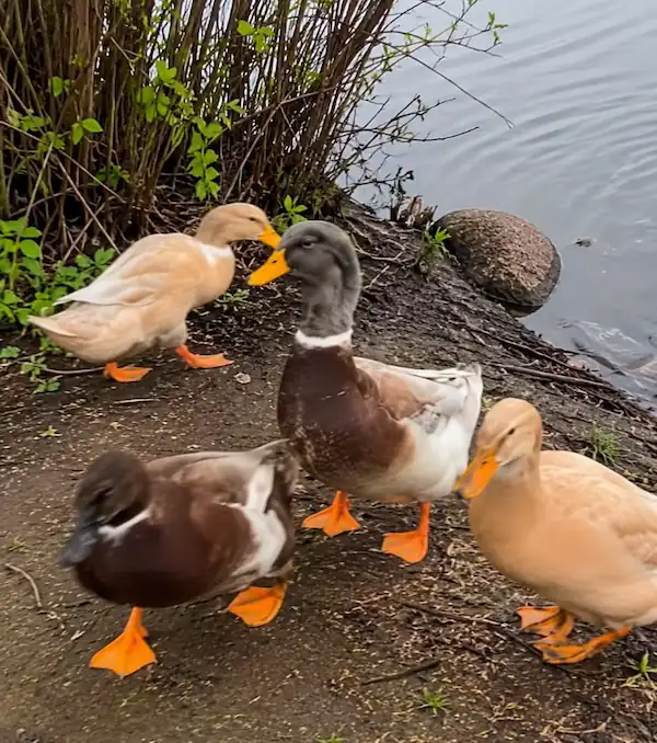 Saxony Ducks: Complete Care, Eggs, Ducklings & Breeding 4 Saxony ducks standing on a muddy pond bank with natural greenery and water in the background, captured in a realistic outdoor setting