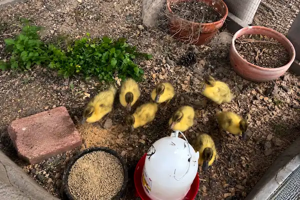 Welsh Harlequin Ducks: Care, Eggs & Beginner Guide 4 Welsh Harlequin ducklings exploring a natural outdoor enclosure with wood chips, feeder, seed tray, and garden pots in a rustic backyard setting