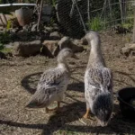 Welsh Harlequin Ducks: Care, Eggs & Beginner Guide 11 Two Welsh Harlequin ducks standing in a rustic outdoor farm enclosure beside a water bowl in natural sunlight