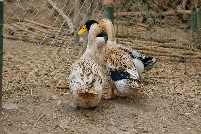 Welsh Harlequin Ducks: Care, Eggs & Beginner Guide 3 Welsh Harlequin ducks standing together in a rustic outdoor farm pen with dirt ground, wooden fencing, and a natural countryside setting