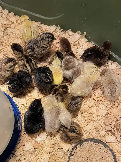 Types of Quail: 7 Quail Breeds for Eggs, Meat & Aviaries 13 Group of newly hatched Button Quail chicks resting and exploring a brooder with wood shavings
